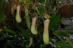 0216 Cairns Botanic Gardens